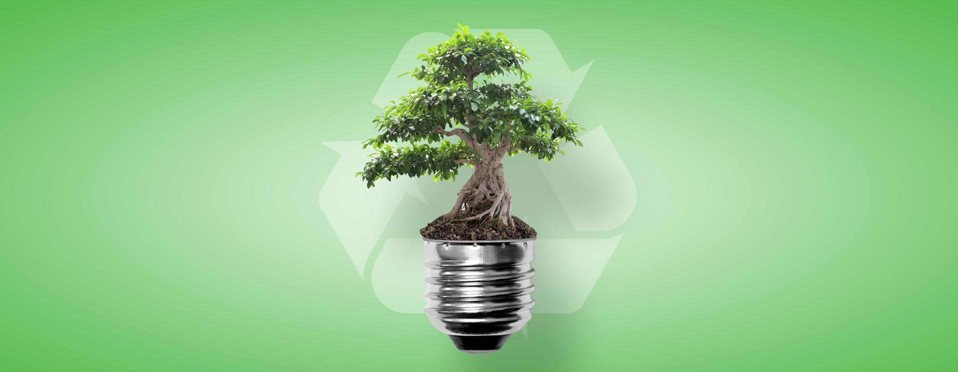 Ecologia Faiella Nicola